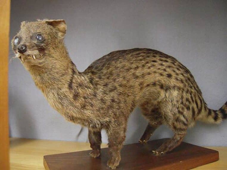 taxidermie animal empaillé Noël cadeau