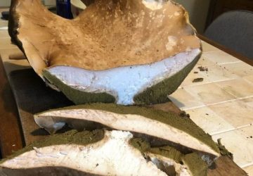Champignon 4 kg