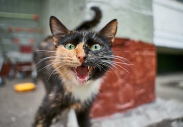 chat mord