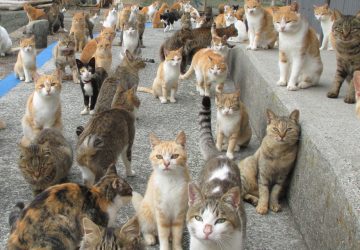 chats syndrome de noé animaux santé