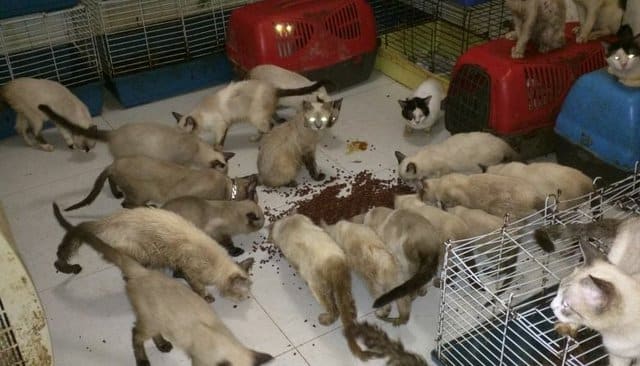 chats animaux appartement insalubrité