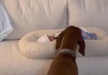 chien acceuille bebe pour la permiere fois
