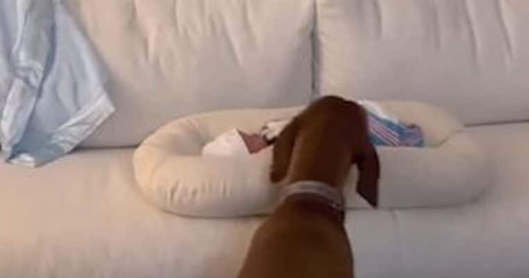 chien acceuille bebe pour la permiere fois