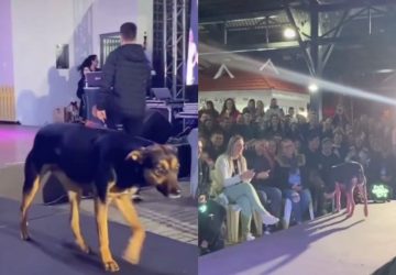 chien concours de beauté