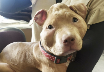 chiot torture