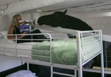 dormir-chevaux