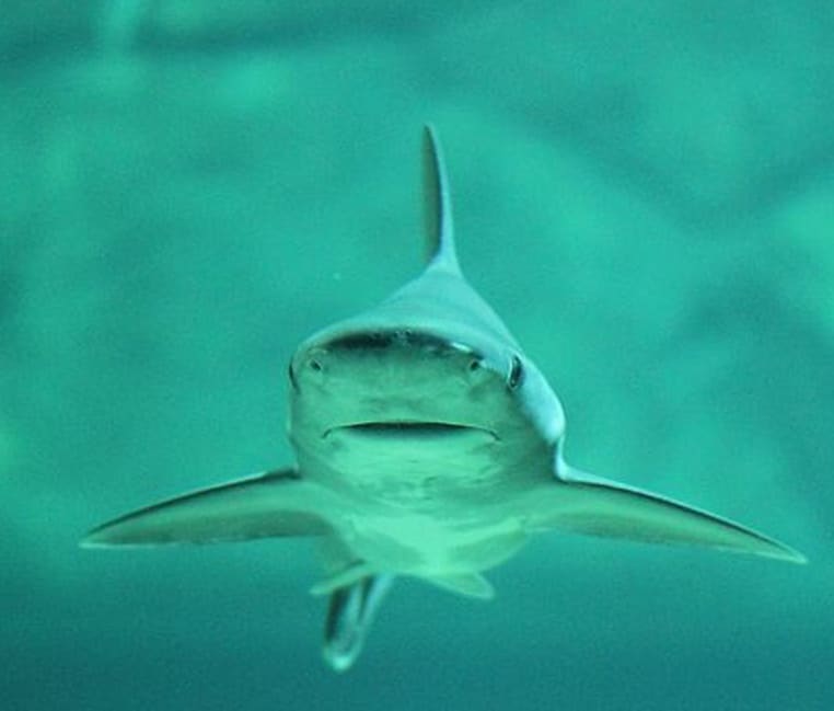 requin Maldives découverte oasis
