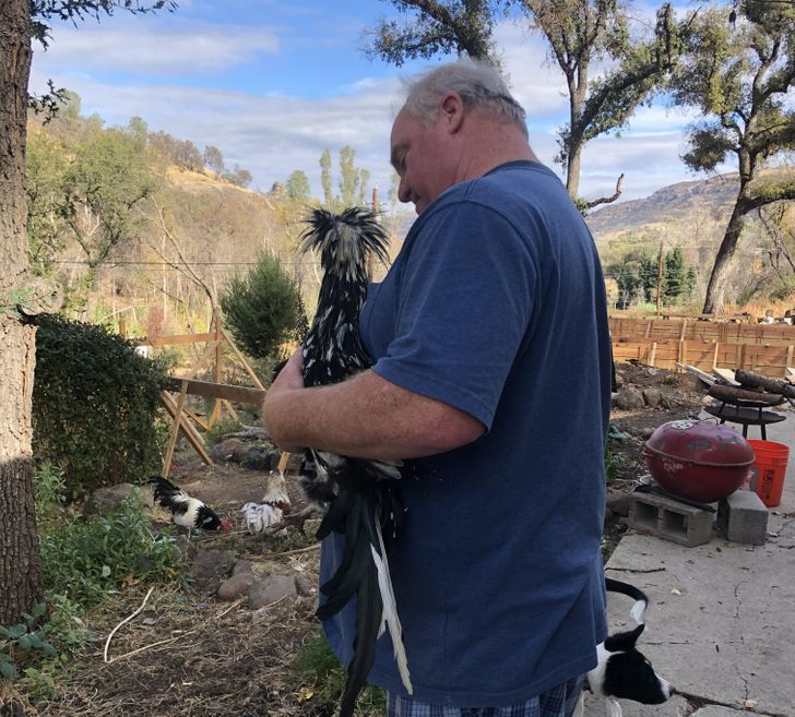 Il ne voulait pas d'animaux, mais adore mon coq