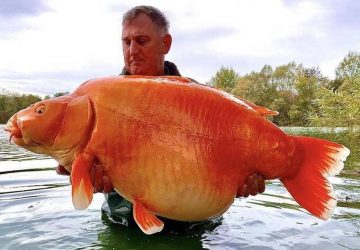 poisson rouge