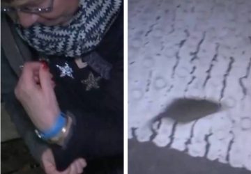 rat