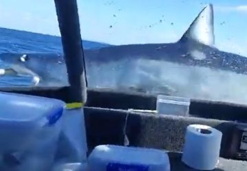 requin nouvelle-zelande attaque bateau