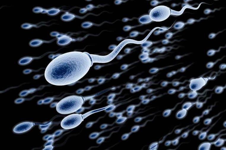 spermatozoïdes sciences étude fertilité 