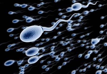 spermatozoides fertilité société santé