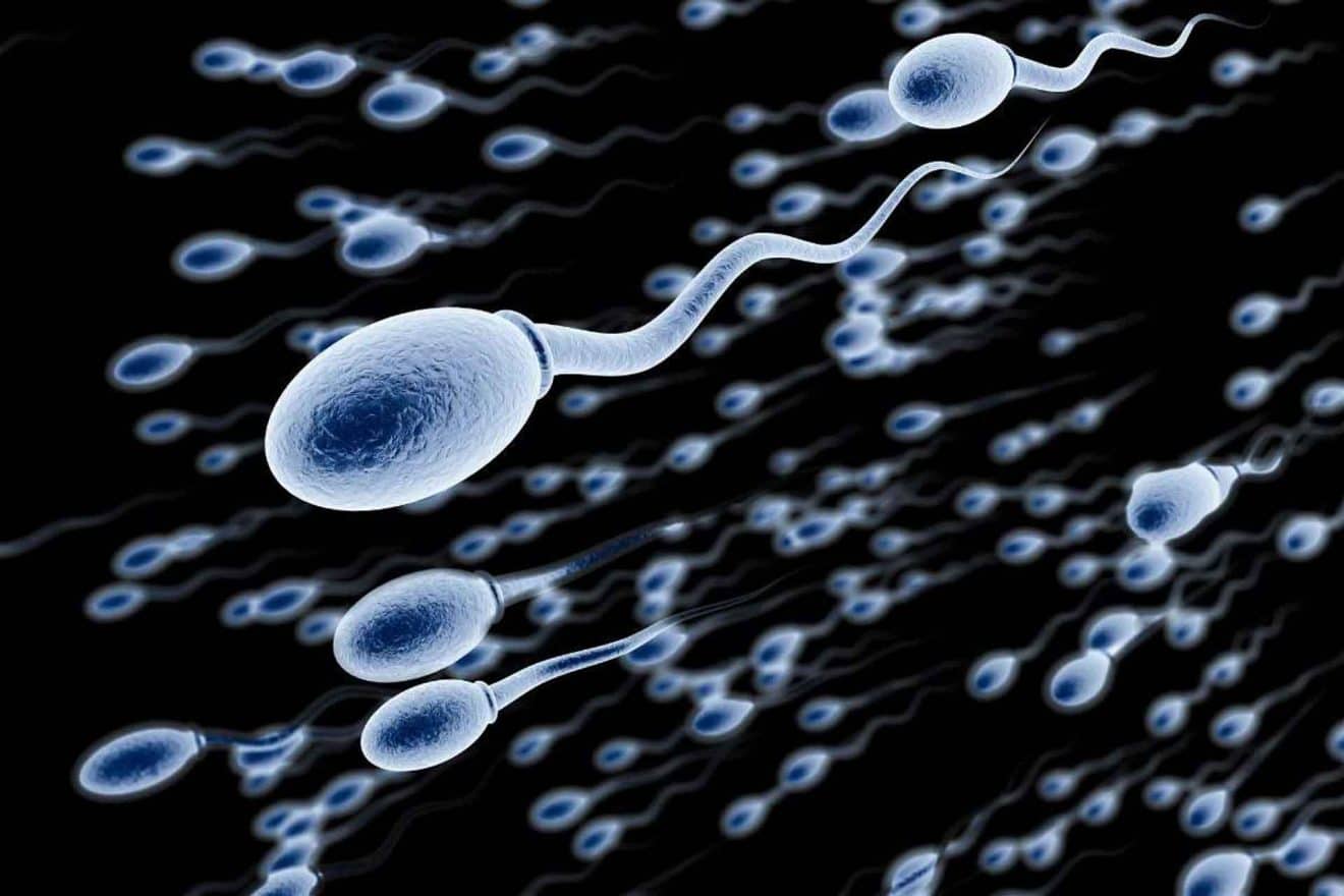 spermatozoides fertilité société santé
