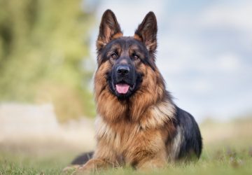 berger allemand usa disparition chien animaux