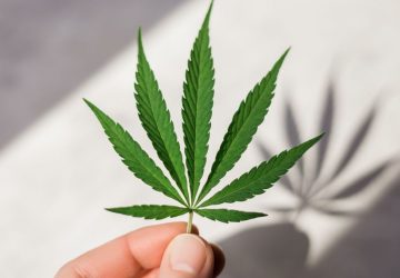 cannabis drogue cbd france