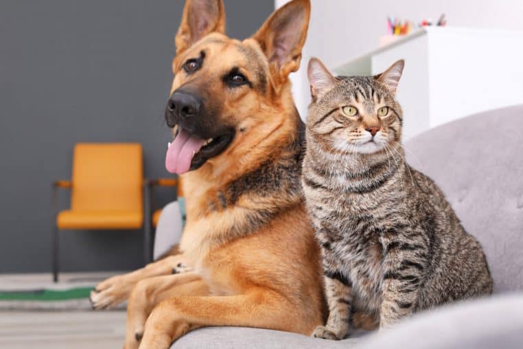 chien chat animaux de compagnie 