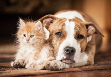 chien chat animaux de compagnie