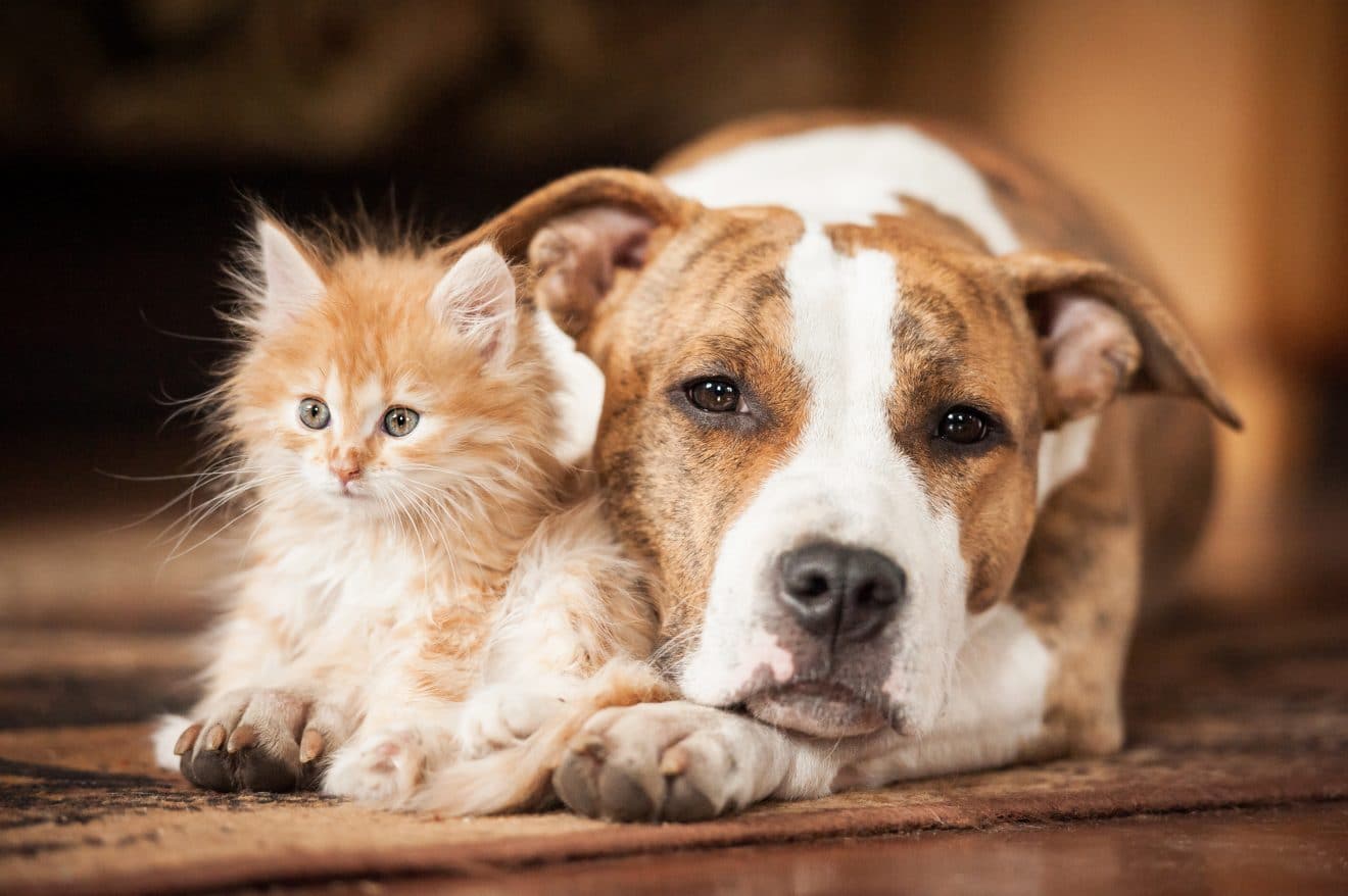 chien chat animaux de compagnie