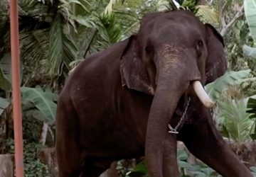 Elephant shooting