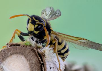 Guêpes males