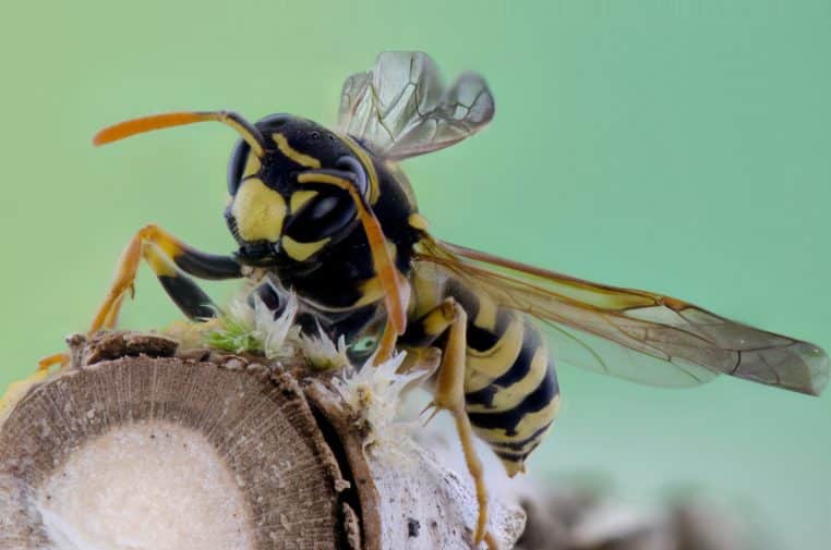 Guêpes males