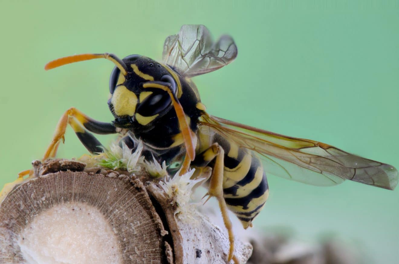 Guêpes males