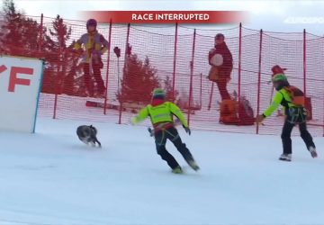 chien ski coupe du monde italie bormio