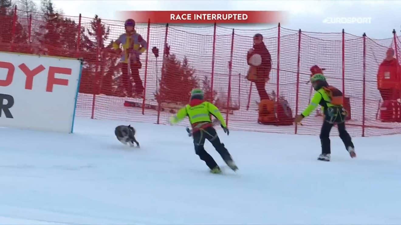 chien ski coupe du monde italie bormio