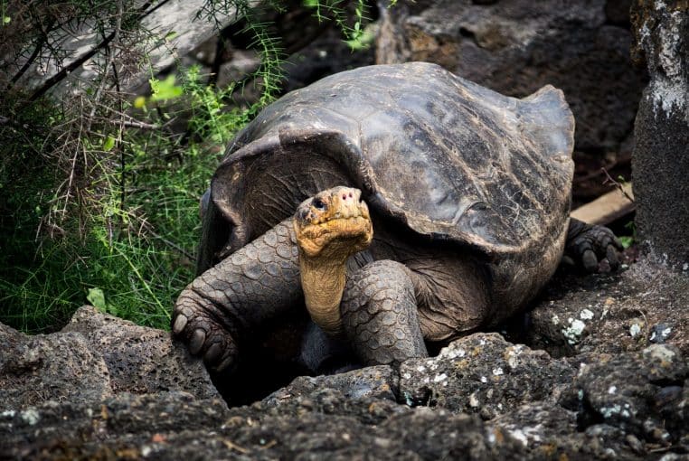 Trois jours de festivités pour la plus vieille tortue au monde (190 ans) 