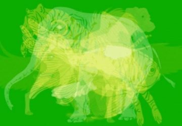 animal personnalites