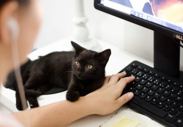 chat noir couple loto chance (1)