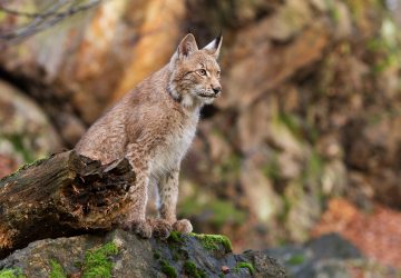 jura lynx femme
