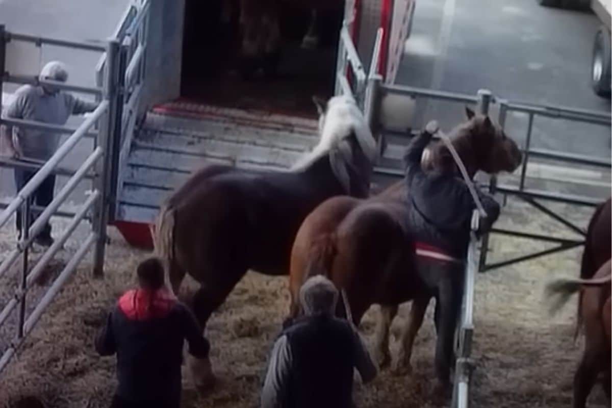 maltraitance animale fondation brigitte bardot chevaux
