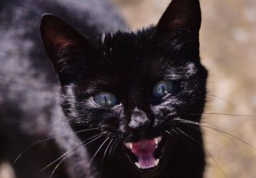 morsure chat bacterie