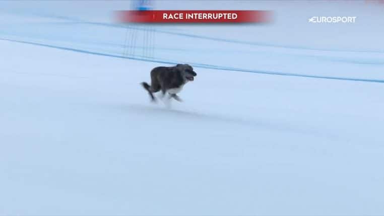 chien ski coupe du monde super-g drole video