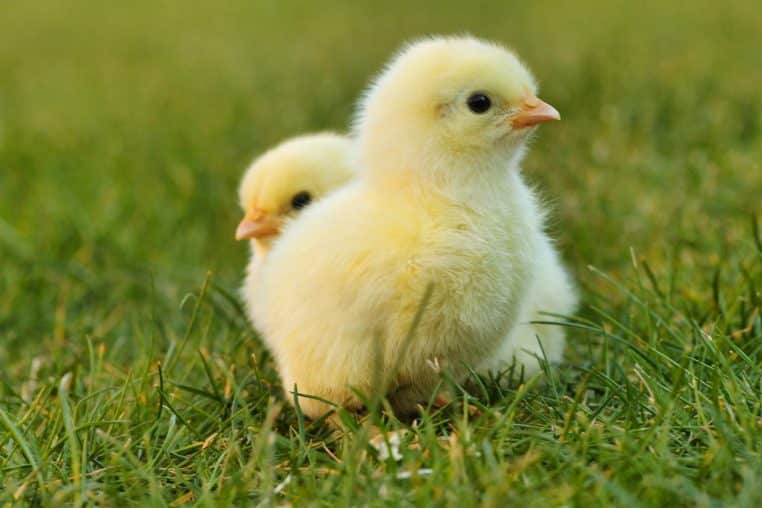 poussins france animaux protection politique société