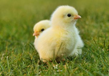 poussins france broyage animaux