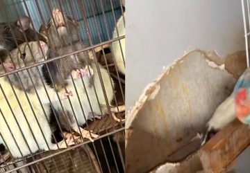 rats enfant
