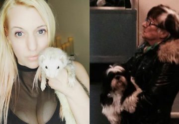 ressemblance animaux