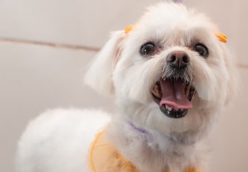 Après un appel passé sur les réseaux sociaux, un homme reçoit un bichon pour l’aider à surmonter sa solitude, il l'égorge quelques heures plus tard