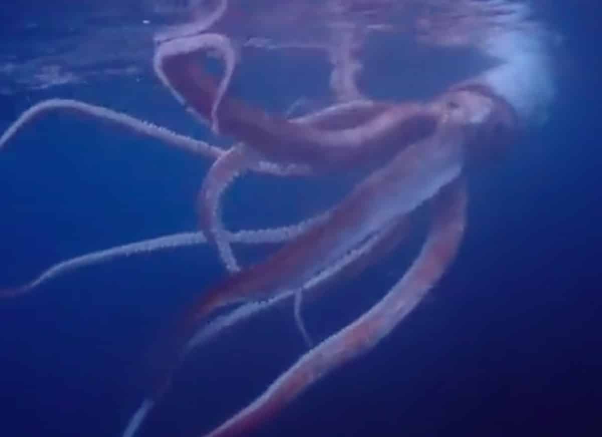 Calamar géant - Japon