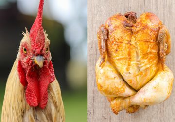 Une mère de famille sans pitié pour son coq de compagnie qui a blessé sa fille