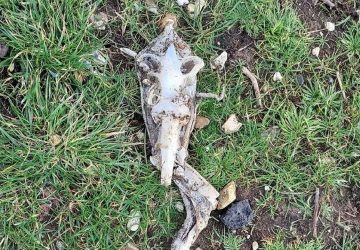 Insolite : les restes squelettiques d'un alien découverts sur une plage ?