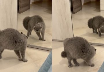 chat reflet