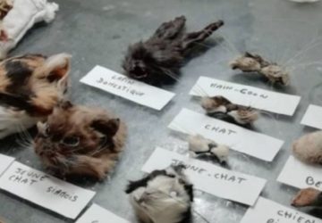 facebook trafic animaux cadavres (2)