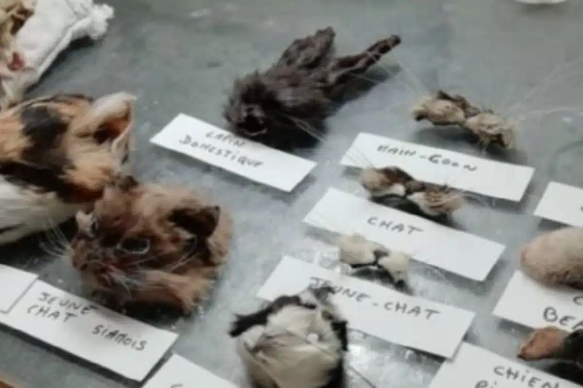 facebook trafic animaux cadavres (2)