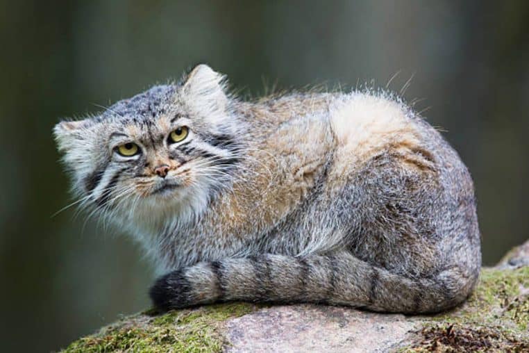 chat pallas monde animaux népal everest