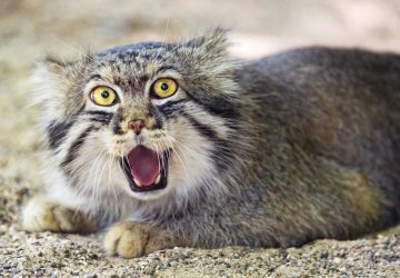 chat pallas népal everest monde animaux découverte science