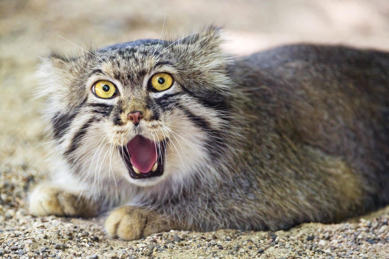 chat pallas népal everest monde animaux découverte science